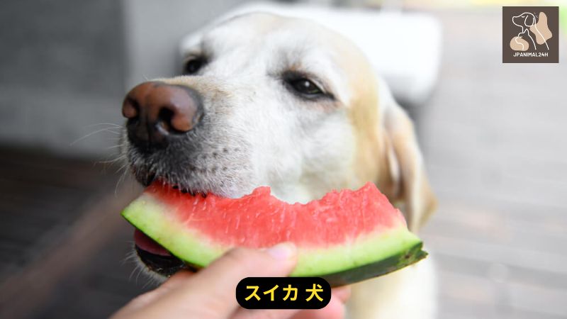 スイカ 犬