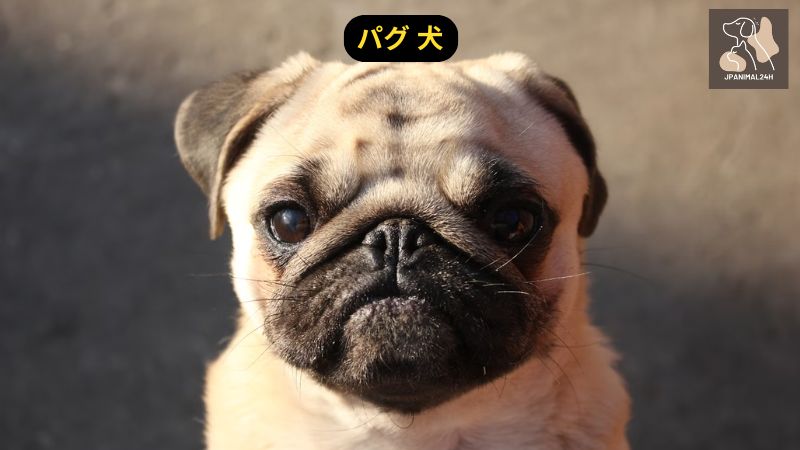 パグ 犬