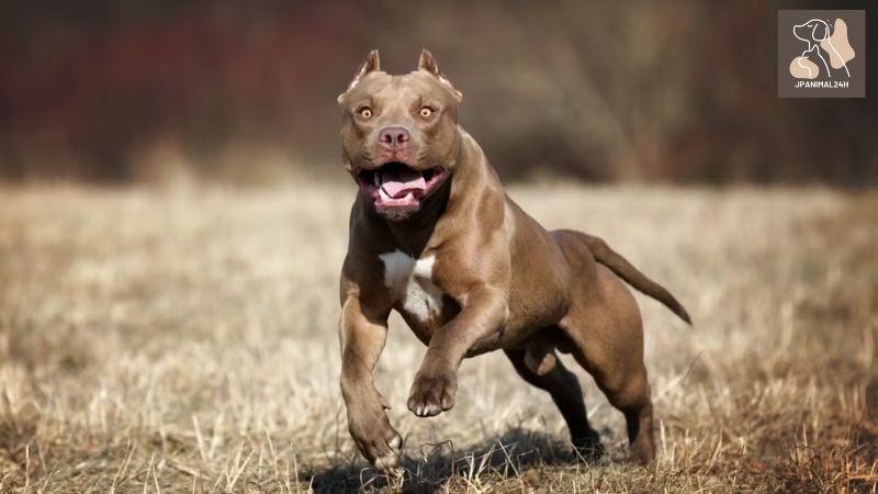 ピットブル 犬種について学ぶ