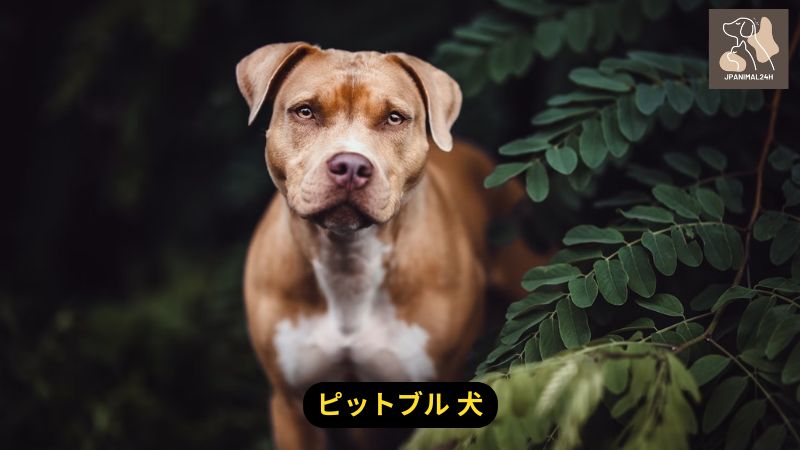 ピットブル 犬