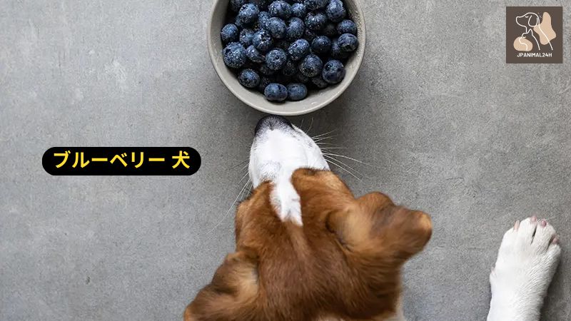 ブルーベリー 犬