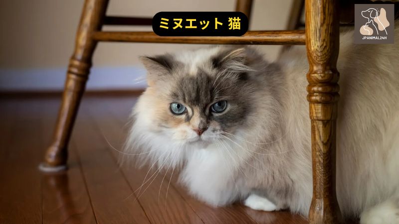 ミヌエット 猫