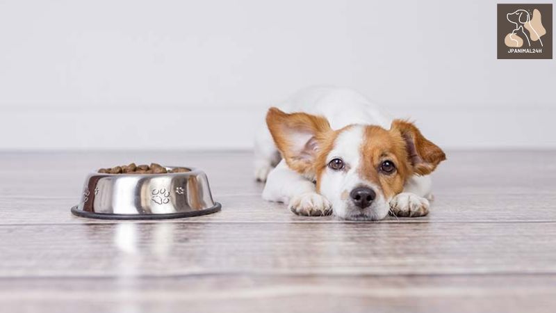 愛犬の健康状態を監視する