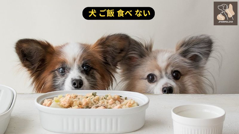 犬 ご飯 食べ ない