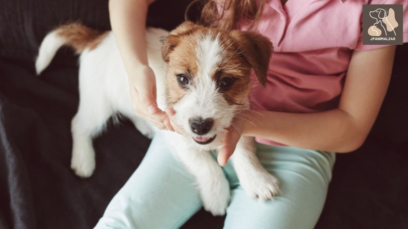 犬のアレルギーの一般的な原因