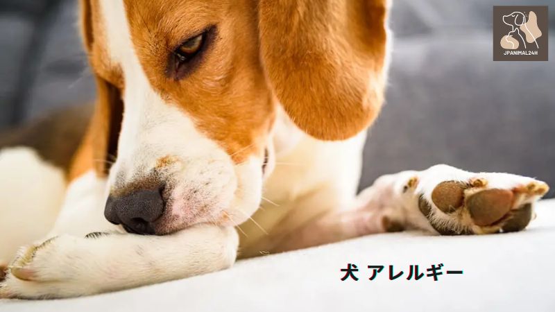 犬 アレルギー