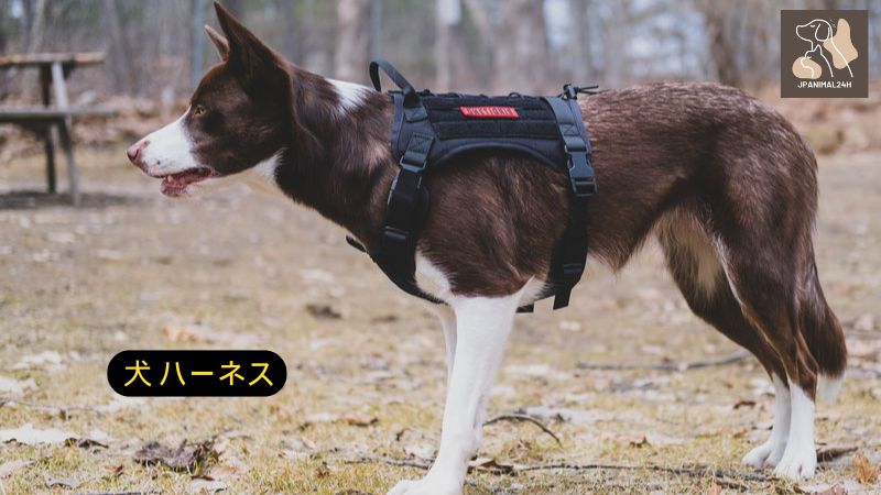 犬 ハーネス