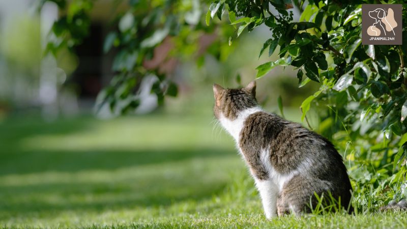 猫 よ け: 猫を庭から遠ざける効果的な方法