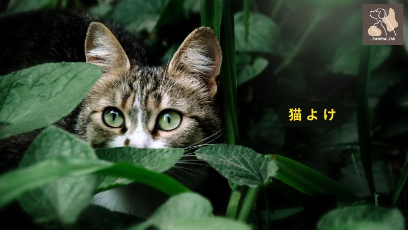 猫 よ け