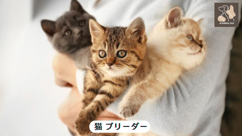 猫 ブリーダー