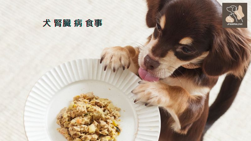 犬 腎臓 病 食事