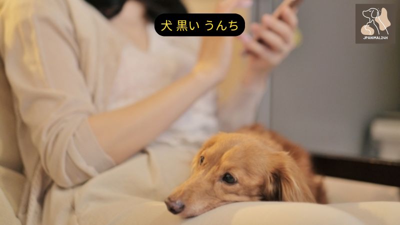 犬 黒い うんち