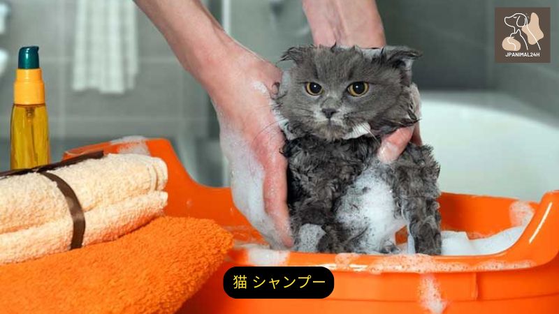 猫 シャンプー